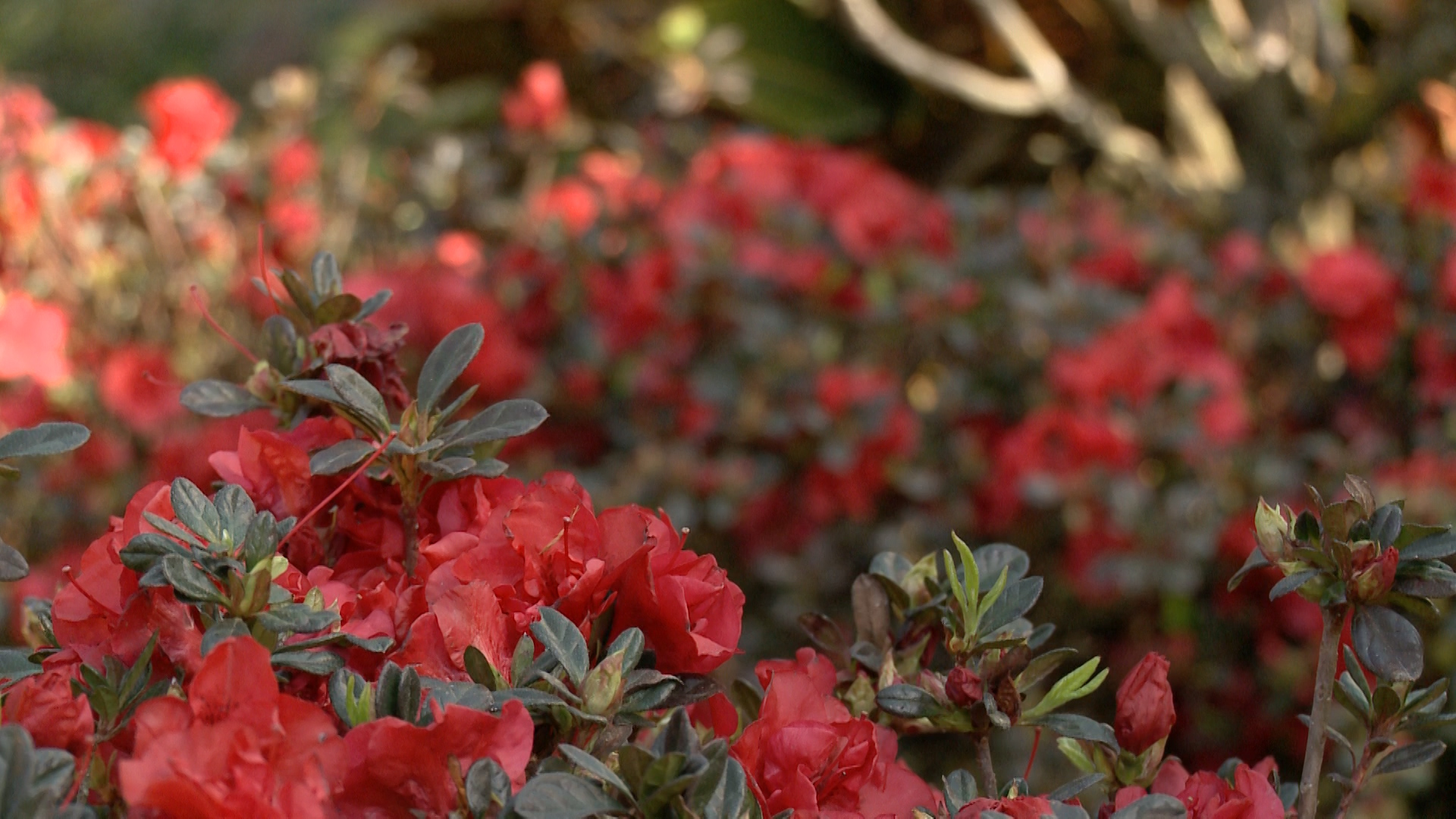 Top Three Reasons to Plant Encore Azaleas - Designing Spaces