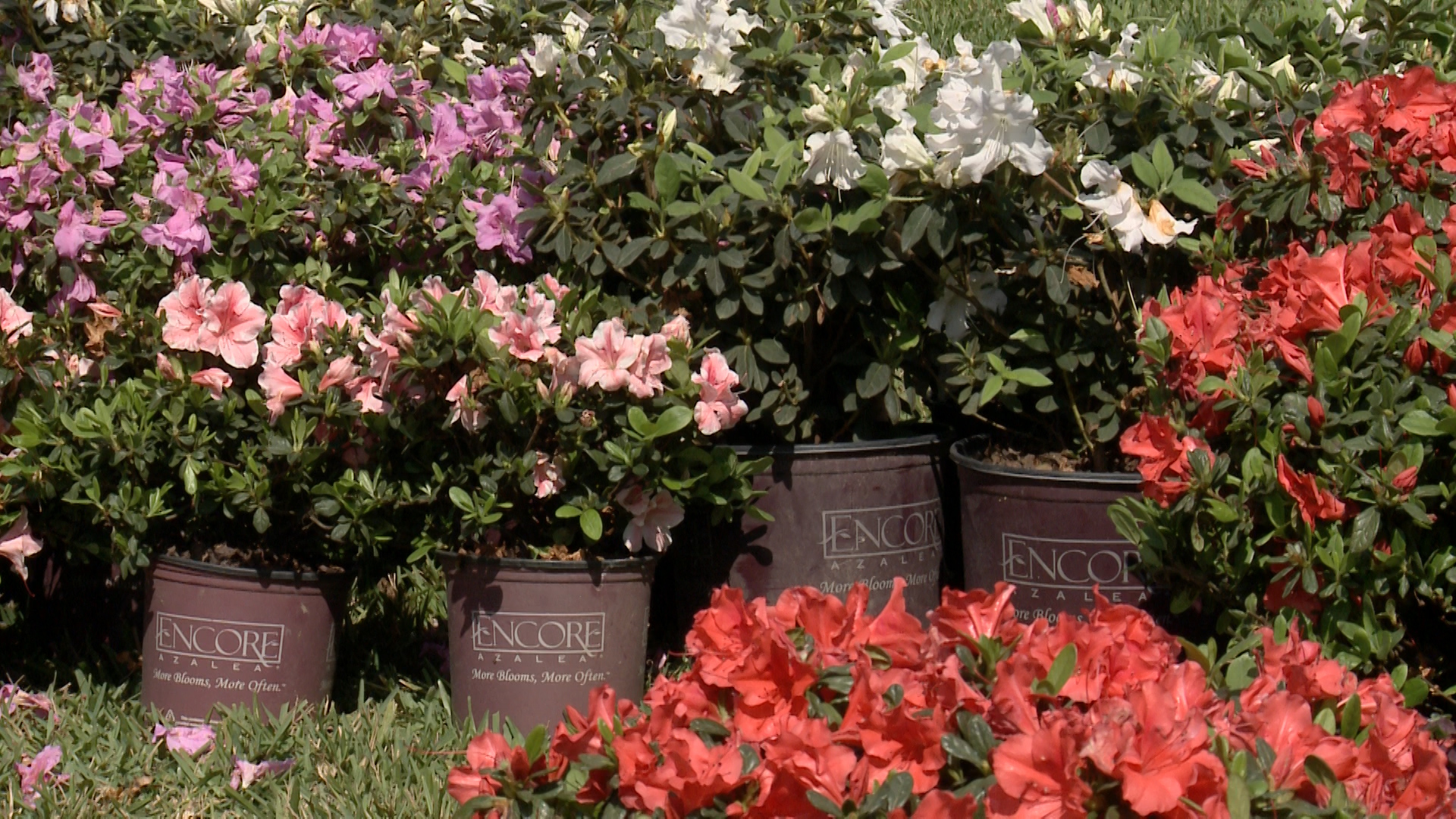 Beautify Your Garden with Bright Azaleas - Designing Spaces