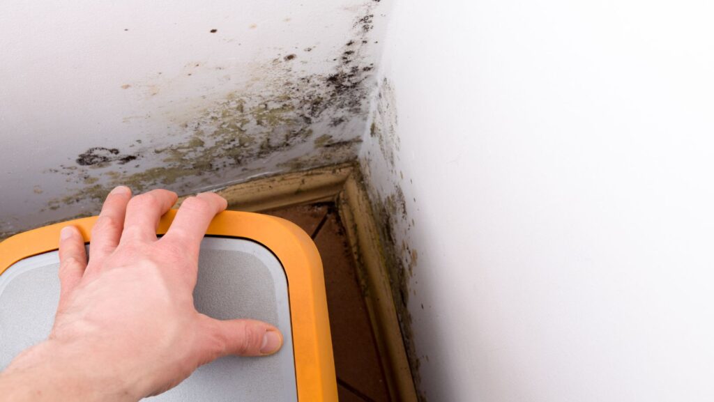The Silent Threat of Hidden Mold Lurking in Your Home 