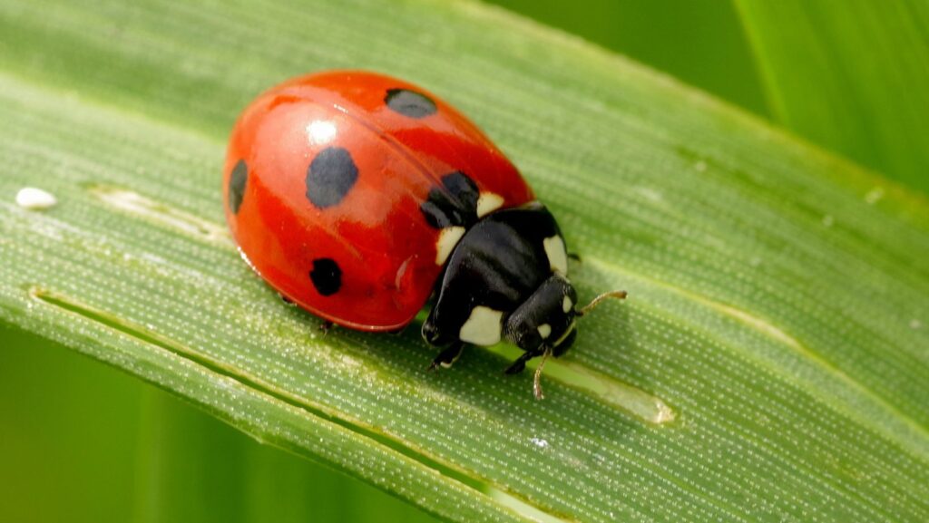 The Asian Lady Beetle is the Ladybug Look-Alike and It May Not Be Good for Your Home